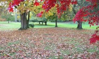 Autumn Fertilizer