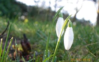 Spring Fertilizer