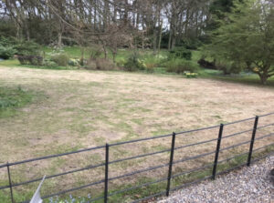 Lawn Before Treatment
