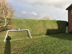 Hedge Cutting