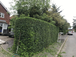 Hedge Cutting