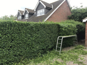 Hedge Cutting