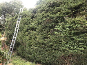 Hedge Cutting