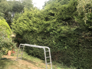 Hedge Cutting