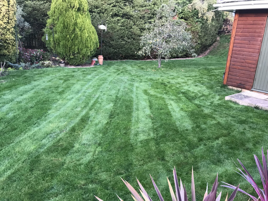 Lawn After Treatment